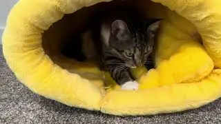 Tabby cat making biscuit in honey jar