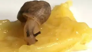 What do snails eat? (Part 1)