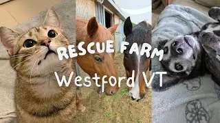 Rescue Farm Sit in Westford Vermont