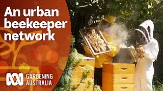 How urban beekeeping network Honeyfingers is showcasing the importance of bees | Gardening Australia