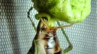 Mega Mantis Lays a Giant Green Ooth (Plistospilota guineensis)