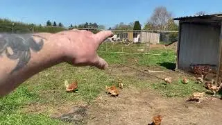 Keeping 600 chickens can you make money in the uk with chickens