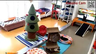 Magic TV 01-11-2026 by StripeyD Friends of Felines Rescue Center (FFRC)