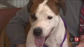 Video: Names now being added to Marion Co. animal abuse registry