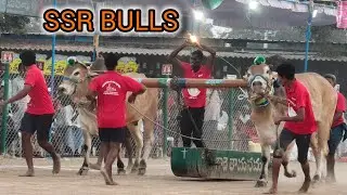 రెంటచింతల గ్రామం 6 పళ్ళ విభాగం 13వ జత SSR BULLS శావల గోపికృష్ణ గారు వేల్పూరు (తలైవా జననయ్ గన్)