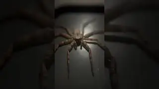 Up close view of a Selenops Submaculosus Spider
