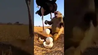Monkey Steals an Egg &mdash; How Will the Ostrich Punish Him?