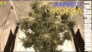 iGrow. Харвест замечательного растения.