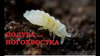 Подура или ногохвостка - методы борьбы.