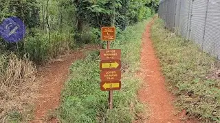 Camping and hiking on the Lower Waimano Trail with our dogs