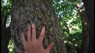 Climbing an oak tree 