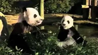 Talking Panda's! Panda Express Beijing Beef Commercial