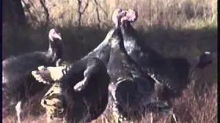 Turkey(Bird) Dance