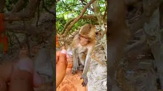 Monkey Actions | shorts 096 |