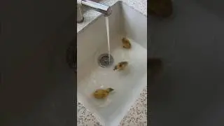 Duck Zoomies #short #duck #running