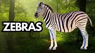 Zebras | All About Zebras for Kids | Zebra for Children | Facts, Habitat, & Behavior | Animal Videos