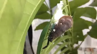 Planthopper laying eggs.