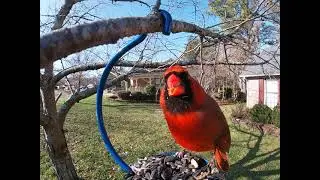 Female House Finch Sneaks In Between Cardinal Feeding Sessions