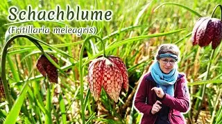 Schachblume (Fritillaria meleagris) - Artenportr&auml;t: Merkmale | &Ouml;kologie | Wissenswertes