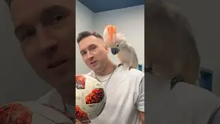ПОПУГАЙ ПЕРЧИК И МЯЧ