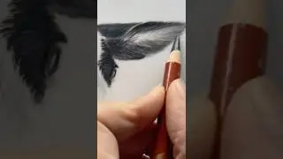 Coloured Pencil Sheep Portrait &mdash; Work in Progress