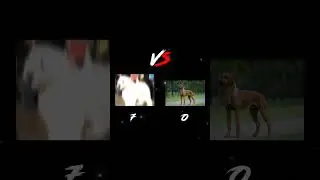 Rhodesian Ridgeback vs Romanian Mioritic Shepherd Dog