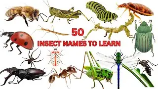 UNIQUE INSECT NAMES TO LEARN | 50+ UNIQUE INSECT NAMES FOR KIDS TO LEARN