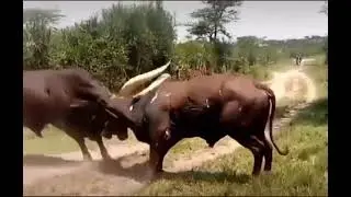 Bulls with the longest horns in the world fighting