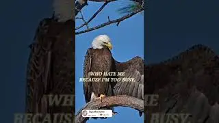 attitude eagle 🦅 status// #eagle #attitude #status #video #motivation #quotes #attitude #shorts