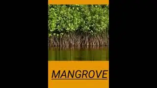 Mangrove (Halophytes)#shorts