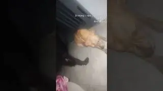 b&eacute; dc cứu l&ograve; m&ocirc; về nhịn tat cả chỉ để xin v&eacute; dc ở nh&agrave; tr&ecirc;n