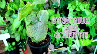 Unboxing of Syngonium Milk Confittie Plant @omersgarden7659