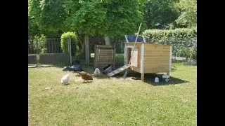 Des poules au collège! Mais pourquoi?