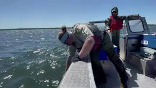 Northwest Walleye Stocking