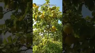 Poncirus Trifoliata - Lamaiul rezistent la ger &icirc;n gradina clienților noștri #plante # #pepiniera