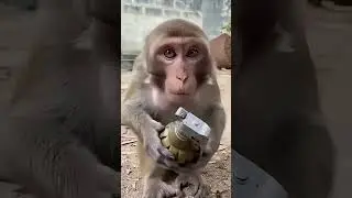 monkey action #movie #video#short