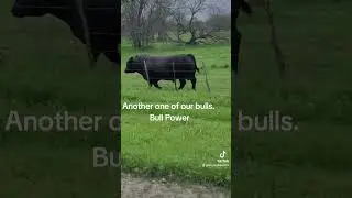 Mesquitecountrybeef.com