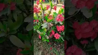 spring beauty's #sialkot#spring #status#springfastival