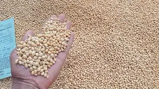 26 December 2022 Dewas Mandi soybean bhav l देवास मंडी लाइव न्यूज़ l आज कहां तक रहे सोयाबीन के भाव