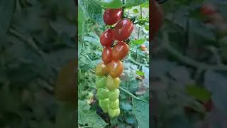 Cherry, snoep en pruimtomaten. Carolina reaper en chilipepers. 12-08-2024