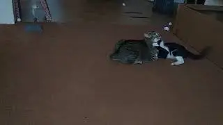 Another cute wreslemania cat video with Obie and Ophelia #shorts