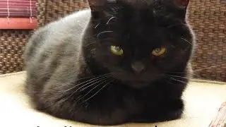 Cat with Down syndrome