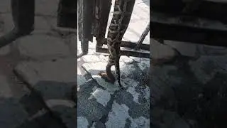 SNAKE POOOOOOOOP