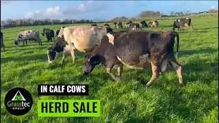 In Calf Cows Herd Sale