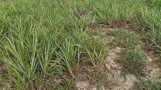 গ্রামের কৃষি জমি, রায়গঞ্জ, সিরাজগঞ্জ।। Farmland of Naudashalua, Sirajganj, Bangladesh. 