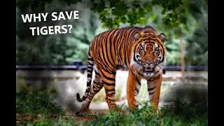 Why are tigers so IMPORTANT?