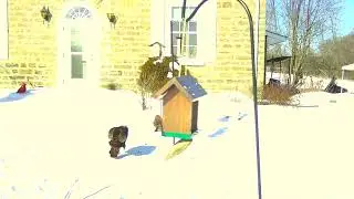 Small Birdaplooza!!!