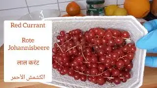 RED CURRANT JUICE FOR LONG LIFE.