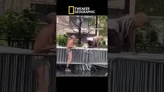 Tweaker Geographic ￼