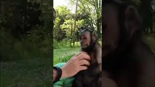 Silly monkey FUN #monkey #silly #fun #playtime #shorts